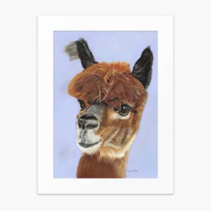 Alpaca fine art print 'I am beautiful' by Irish artist Eszter Hatala