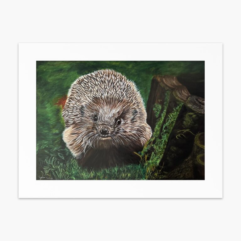 Hedgehog fine art print by Irish artist Eszter Hatala