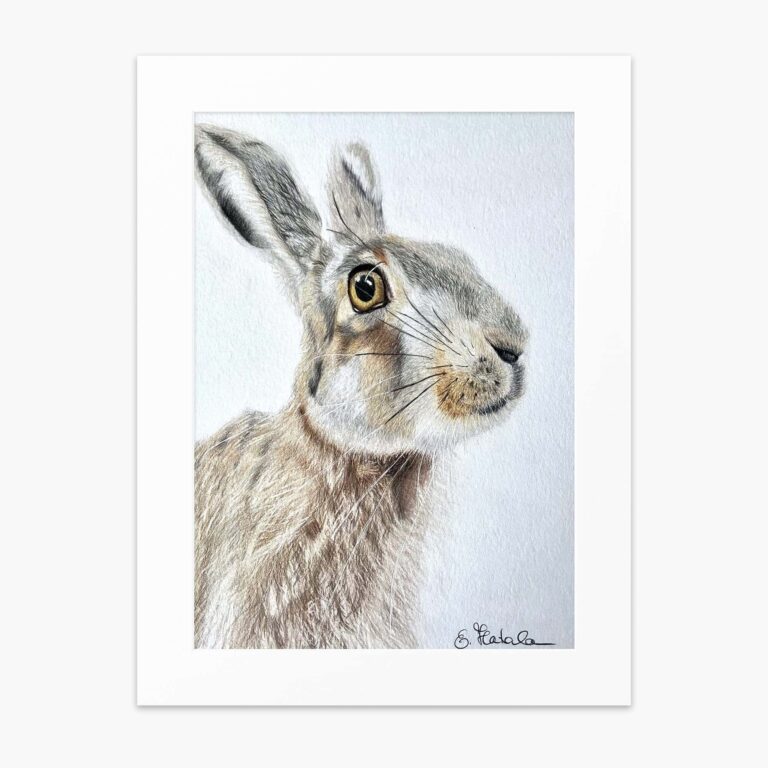 Irish Hare fine art print by Irish artist Eszter Hatala