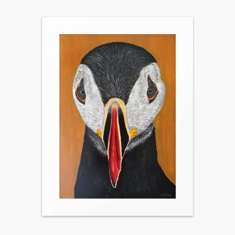 Puffin fine art print by Irish artist Eszter Hatala