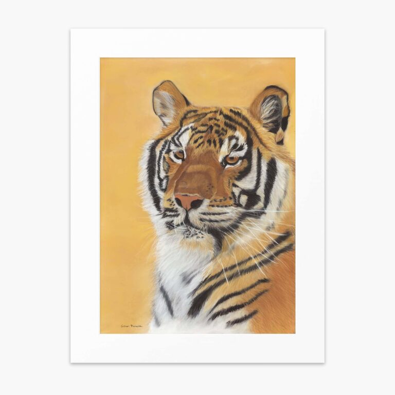 Tiger fine art print 'I am handsome' by Irish artist Eszter Hatala