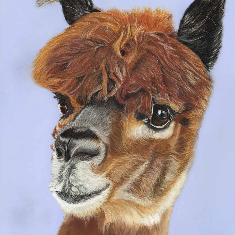 'Alpaca' by Eszter Hatala