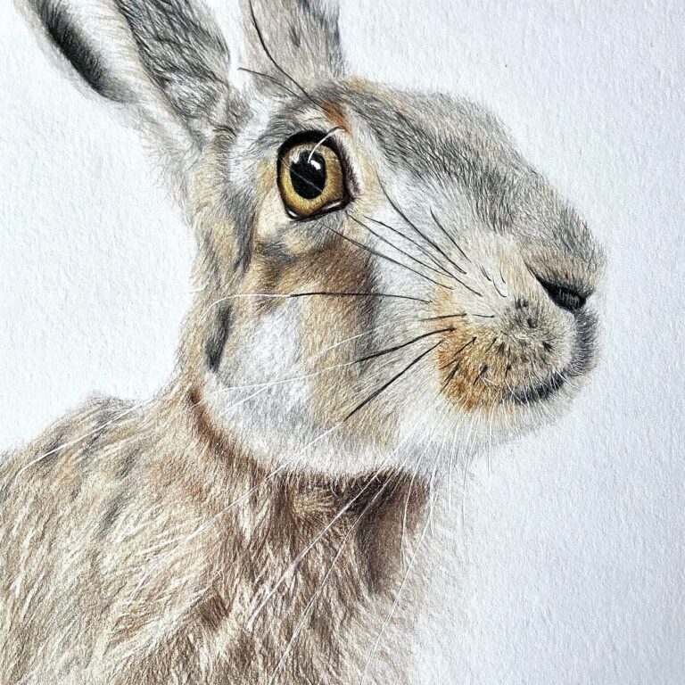 Original art print 'Irish Hare' by Eszter Hatala