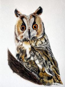 Owl Portraits Ireland
